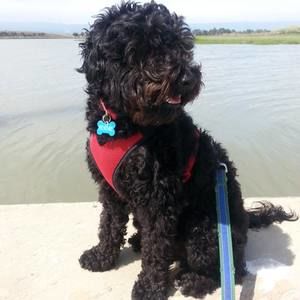 Meet your Posher, Brian